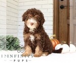 Small #1 Bernedoodle (Miniature)