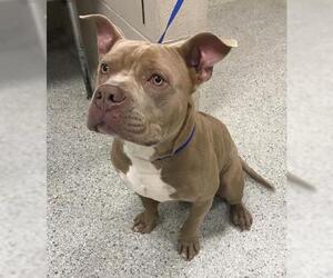 Mutt Dogs for adoption in Conroe, TX, USA