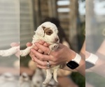 Small Photo #33 Goldendoodle (Miniature) Puppy For Sale in FREDERICA, DE, USA