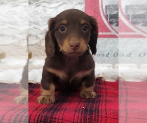 Dachshund Puppy for sale in VANZANT, MO, USA
