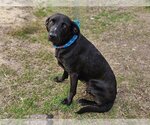 Small Photo #4 Labrador Retriever-Unknown Mix Puppy For Sale in Canton, CT, USA