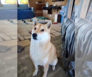 Father of the Shiba Inu puppies born on 04/03/2025