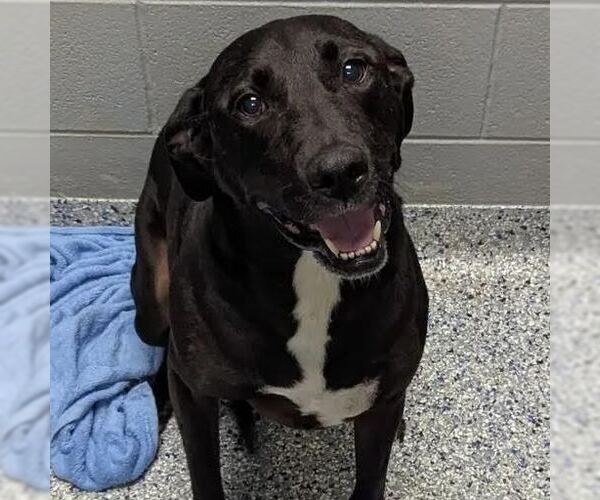 Medium Photo #2 Mutt Puppy For Sale in Shelburne, VT, USA