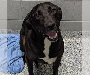 Olivia - Female Mutt Dog for Adoption - Photo #2