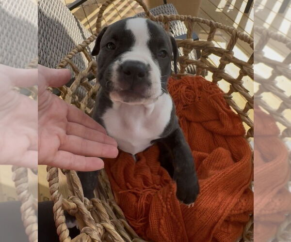 Medium Photo #4 Boxer-Unknown Mix Puppy For Sale in Raleigh, NC, USA