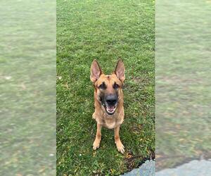 German Shepherd Dog Dogs for adoption in Toronto, Ontario, Canada