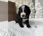Small #6 Bernedoodle