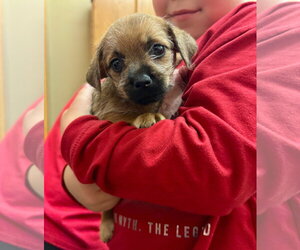Pominese Dogs for adoption in Grafton, WI, USA