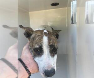 Mutt Dogs for adoption in Houston, TX, USA