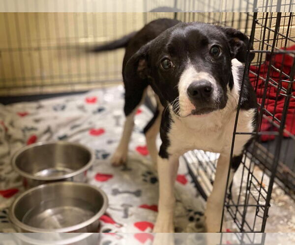 Medium Photo #14 Mutt Puppy For Sale in Derwood, MD, USA