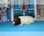 Small Photo #8 Poodle (Standard) Puppy For Sale in CHANUTE, KS, USA