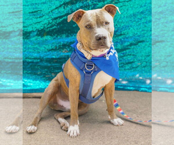 Medium Photo #6 Bullypit Puppy For Sale in Princeton, MN, USA
