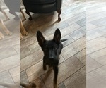 Puppy Red Bruno German Shepherd Dog