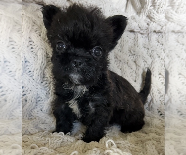 Medium Photo #6 French Bulldog Puppy For Sale in DENTON, MD, USA