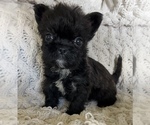Small #5 French Bulldog