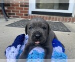 Small #5 Cane Corso
