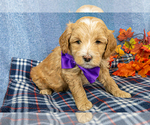 Small #5 Goldendoodle (Miniature)