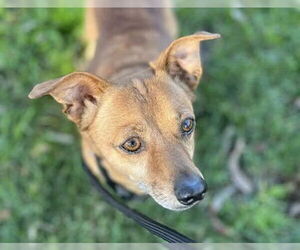 Chihuahua-Unknown Mix Dogs for adoption in Martinez, CA, USA