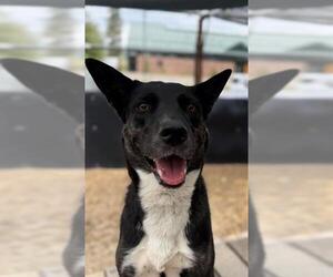 German Shepherd Dog-Unknown Mix Dogs for adoption in Frisco, CO, USA