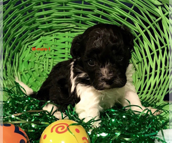 Medium Photo #1 Havanese Puppy For Sale in SMITHVILLE, MS, USA