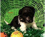 Small Photo #1 Havanese Puppy For Sale in SMITHVILLE, MS, USA