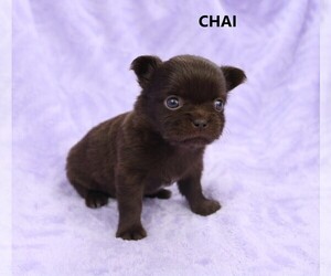 Chihuahua Puppy for sale in MUSKOGEE, OK, USA