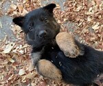 Small Photo #4 German Shepherd Dog Puppy For Sale in AND, SC, USA