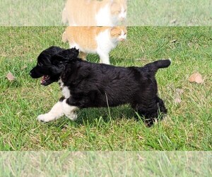 Aussiedoodle Puppy for sale in BOLCKOW, MO, USA