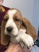 Small Photo #12 Basset Hound Puppy For Sale in DARLINGTON, MD, USA