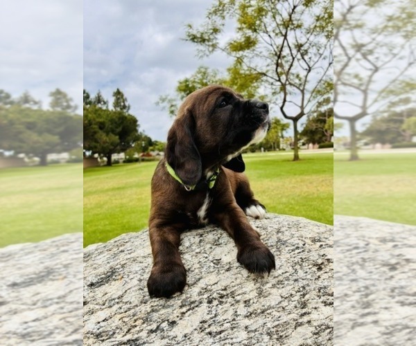 Medium Photo #3 Cocker Spaniel Puppy For Sale in IRVINE, CA, USA