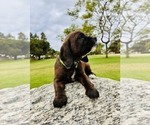 Small #2 Cocker Spaniel