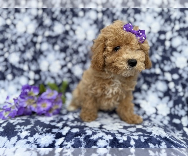 Medium Photo #6 Bichpoo Puppy For Sale in LAKELAND, FL, USA