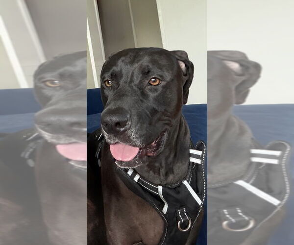 Medium Photo #3 Labmaraner Puppy For Sale in W Hollywood, CA, USA