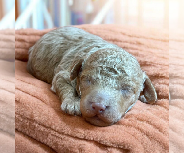 Medium Photo #1 Poodle (Miniature) Puppy For Sale in DUNDEE, OH, USA