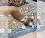 Small #18 Pembroke Welsh Corgi