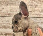 Small Photo #13 French Bulldog Puppy For Sale in BLACK WALNUT, MO, USA