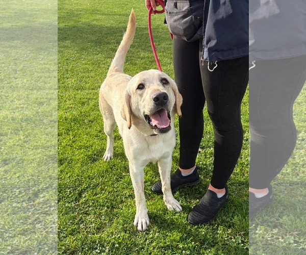 Medium Photo #2 Labrador Retriever Puppy For Sale in San Diego, CA, USA