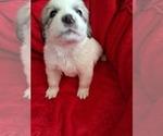 Small Photo #42 Great Pyrenees Puppy For Sale in BANCROFT, WI, USA