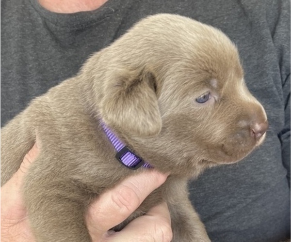 Medium Photo #2 Labrador Retriever Puppy For Sale in QUEEN CREEK, AZ, USA