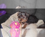 Small Photo #4 Yorkshire Terrier Puppy For Sale in AKRON, OH, USA