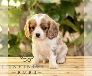 Cavalier King Charles Spaniel Puppy for sale in QUARRYVILLE, PA, USA