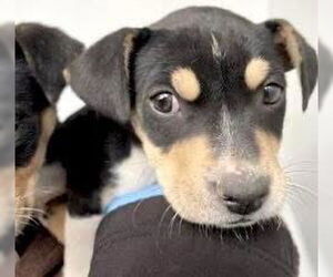 Mutt Dogs for adoption in Houston, TX, USA