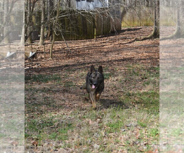 Medium Photo #1 German Shepherd Dog Puppy For Sale in POWDER SPRINGS, GA, USA