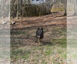 Small Photo #1 German Shepherd Dog Puppy For Sale in POWDER SPRINGS, GA, USA