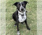 Small #1 Border Collie Mix