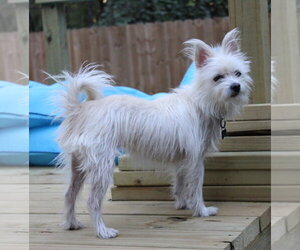 Mini Hufflepuff TX - Female Mutt Dog for Adoption - Photo #2