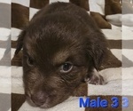 Small Photo #14 Australian Shepherd Puppy For Sale in ROY, UT, USA