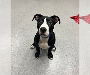 Mutt Dogs for adoption in Rancho Cucamonga, CA, USA