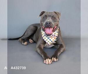 Mutt Dogs for adoption in Conroe, TX, USA