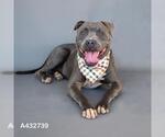 MATER - Male Mutt Dog for Adoption - Small photo